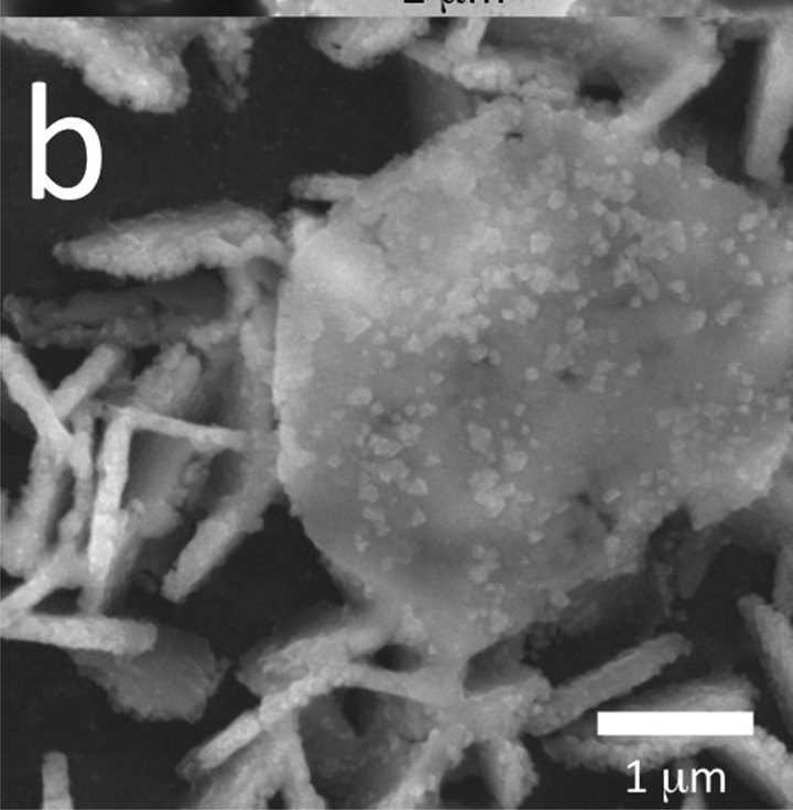 SEM crop showing layered and rod-like porphyrin material morphology with a retained 1 micrometre scale bar